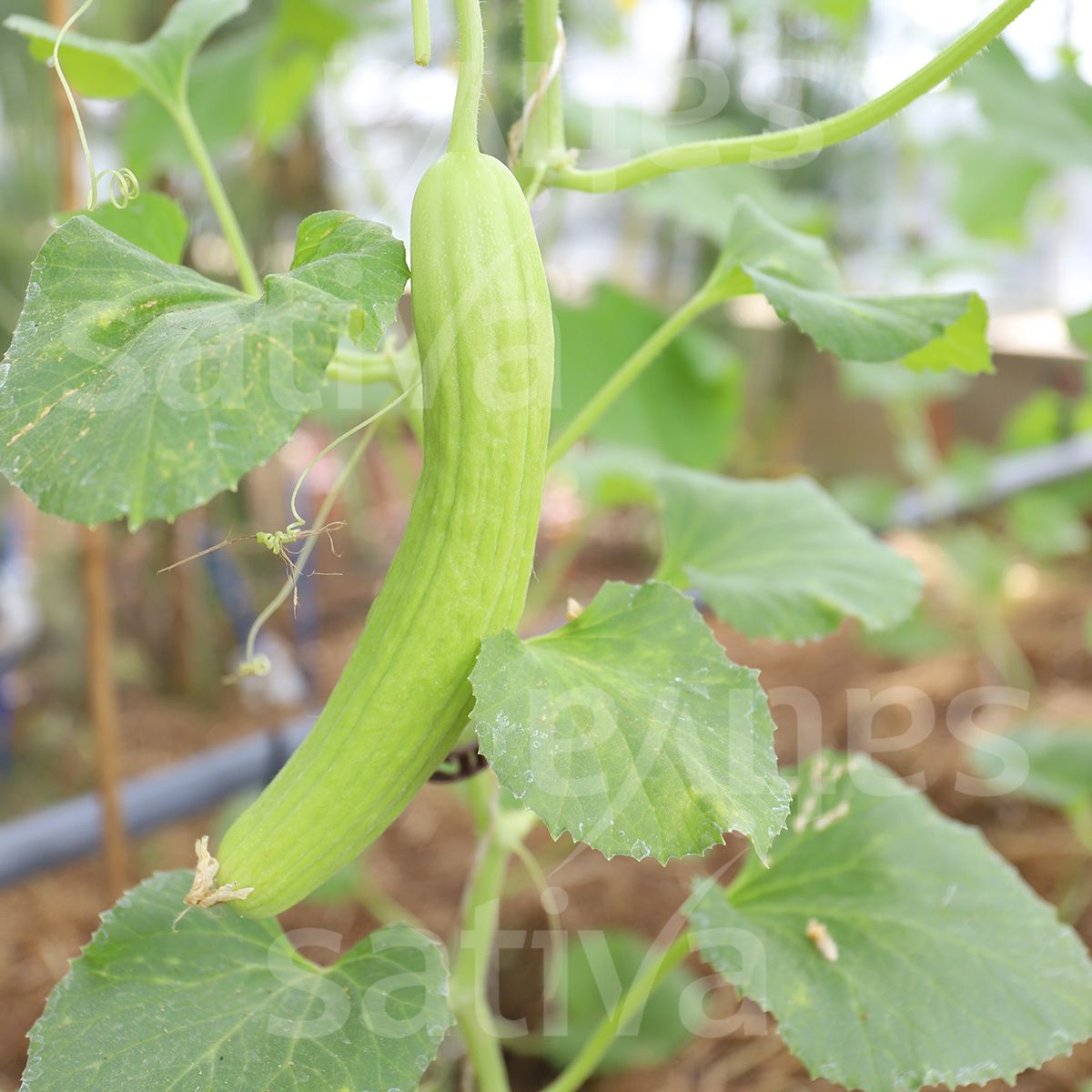 planting armenian cucumber seeds Armenian Cucumber • Organic Seeds • Heirbloom