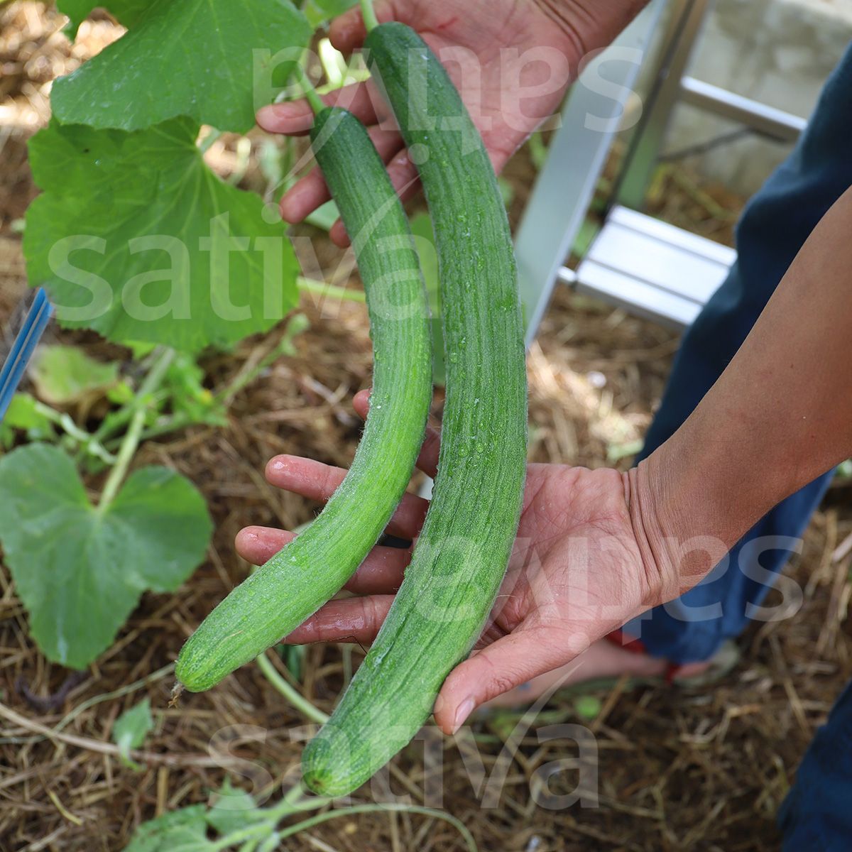 Cucumber 'Armenian'