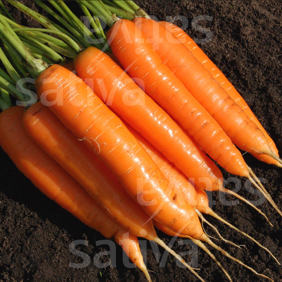 Karotte 'Treenetaler SG'