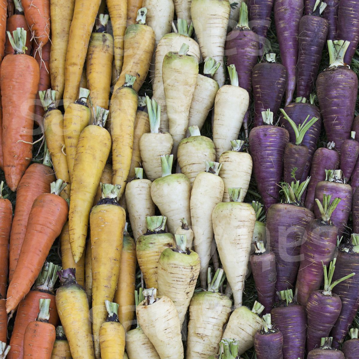 Carrot 'Carrot Mix'