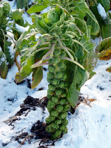 Chou de Bruxelles 'Groninger'