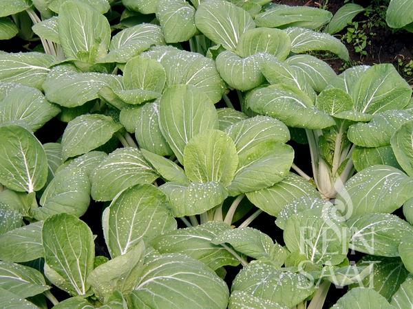Pak Choi 'White Celery Mustard'