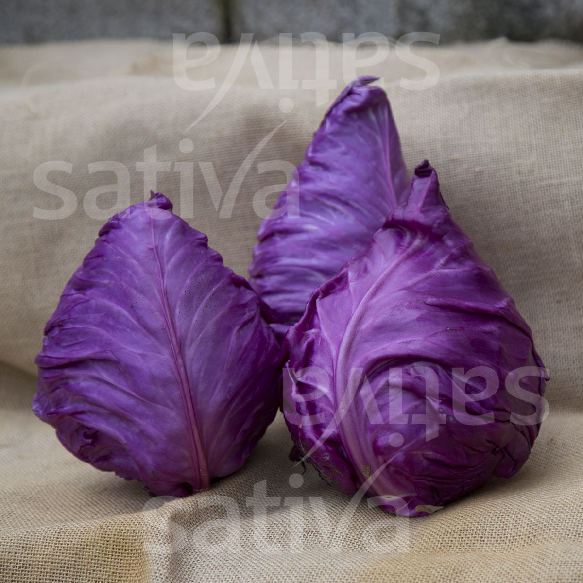 Red Cabbage 'Kalibos'