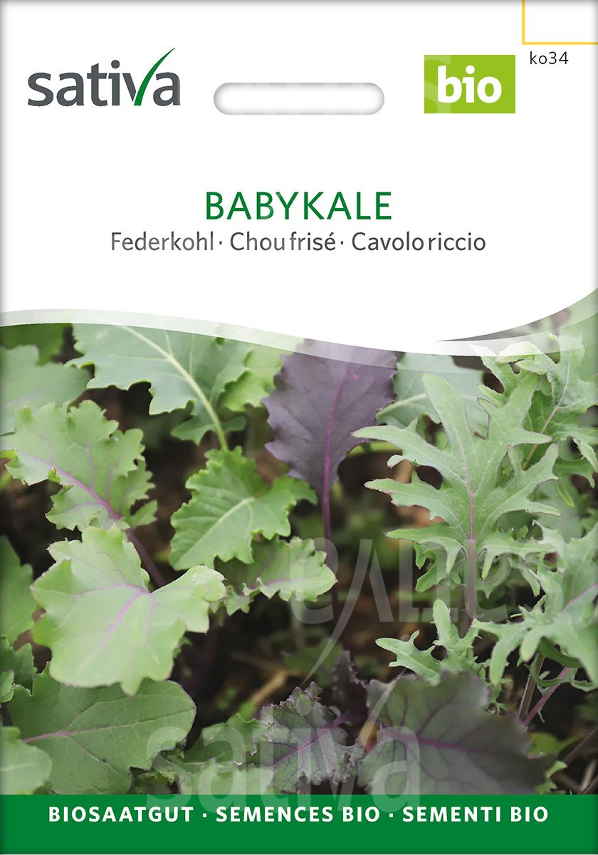 Grünkohl 'Babykale'