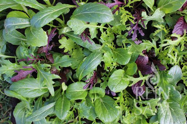 Salat 'Asiatische Mischung‘