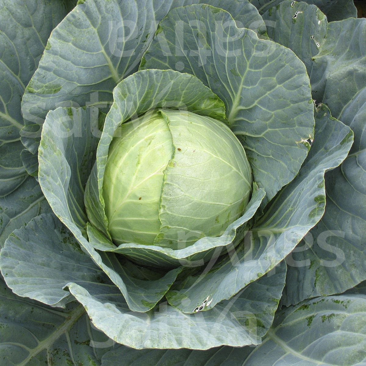 White Cabbage 'Wädenswiler'