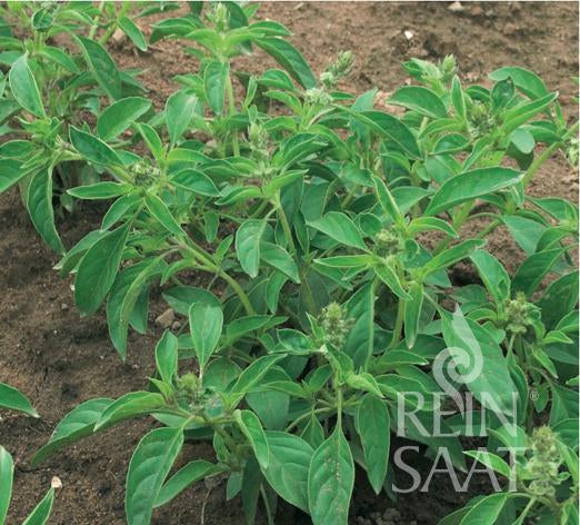 Basil ‘Sweet Dani’