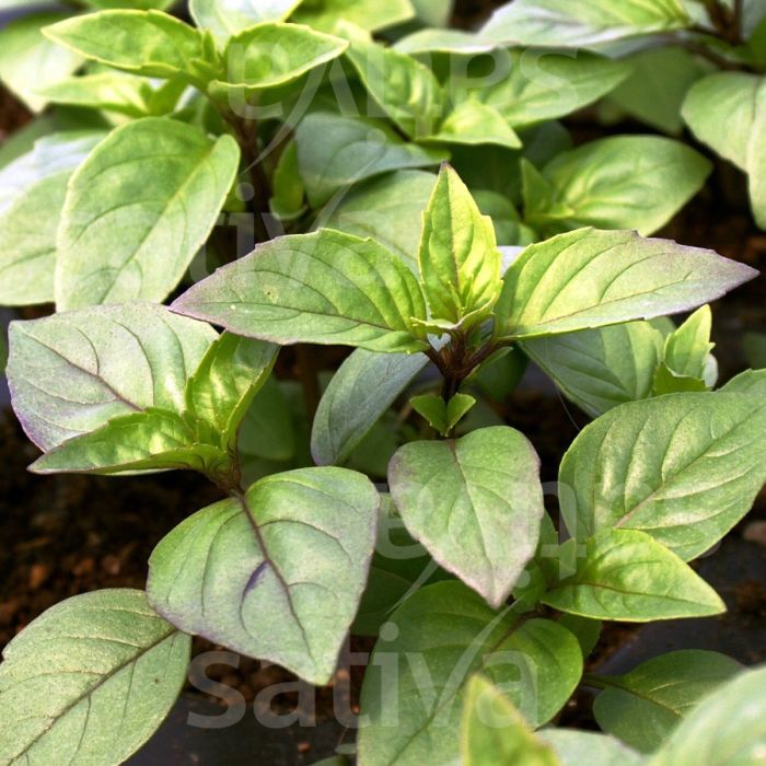 Thai Basil