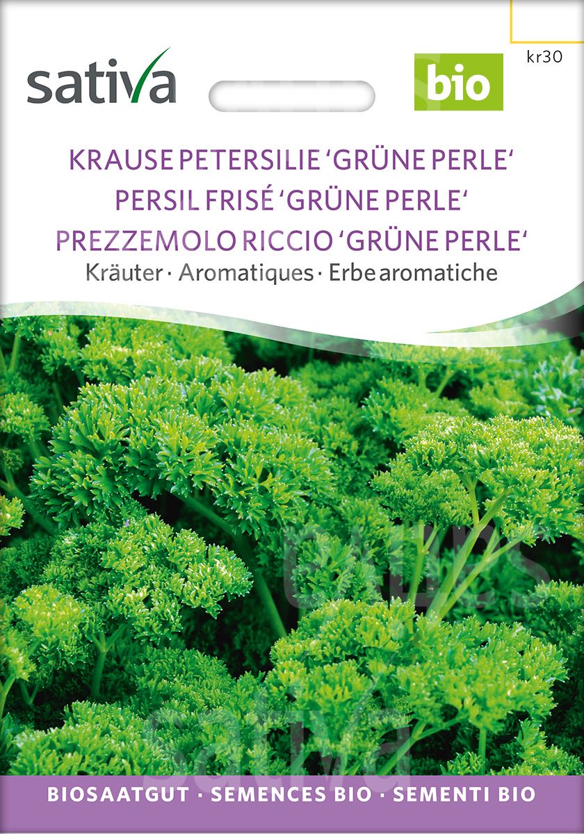 Parsley 'Green Pearl'