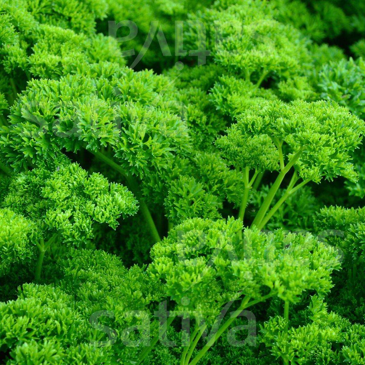 Parsley 'Green Pearl'