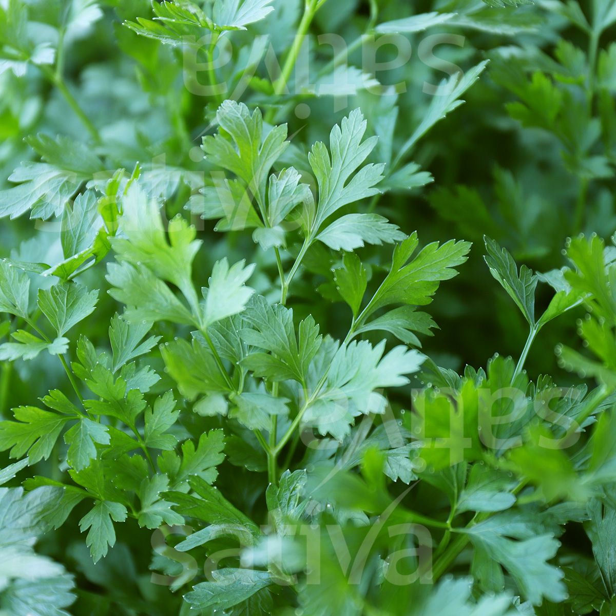 Parsley 'Amsterdamse Snij' / 'Felicia'
