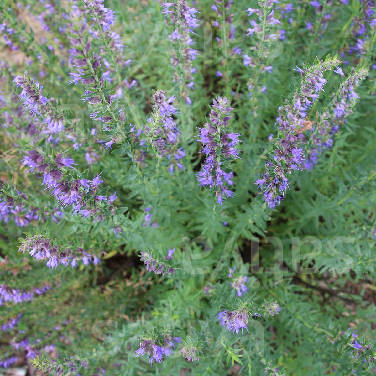 Hyssop