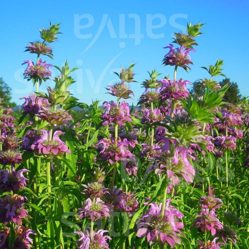 Lemon Beebalm
