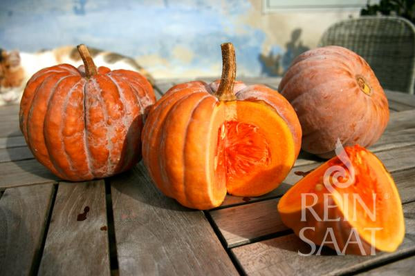 Kürbis 'Black Futsu'