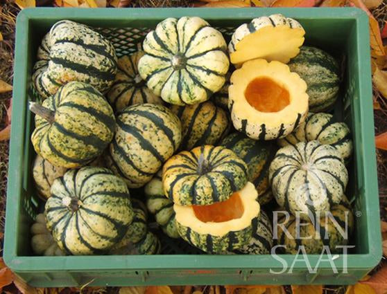 Pumpkin 'Sweet Dumpling'