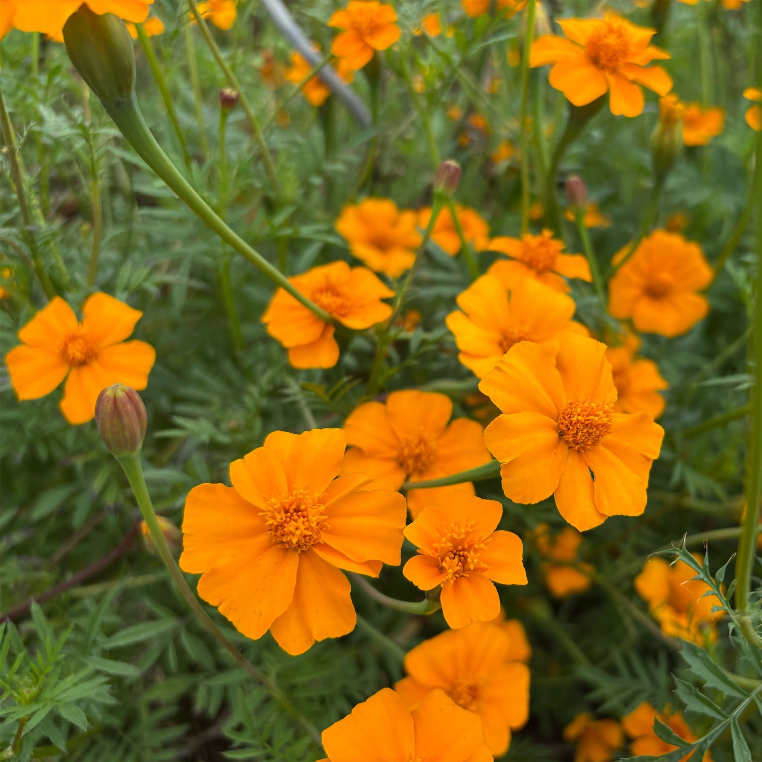Organic Tagetes (French Marigold) seeds – vibrant orange and yellow blooms, easy to grow for companion planting, heirloom quality from Heirbloom.