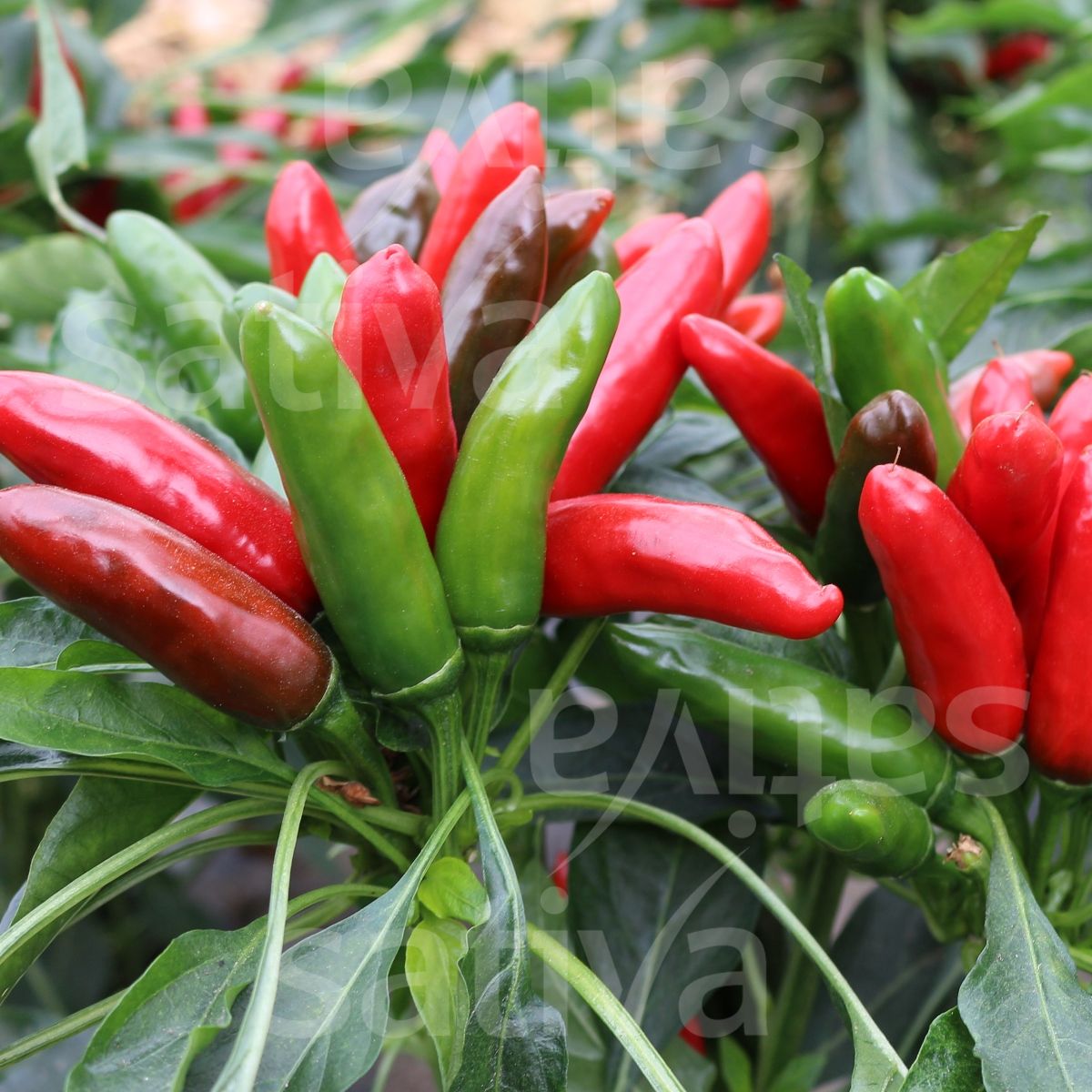 Chili 'Positano'