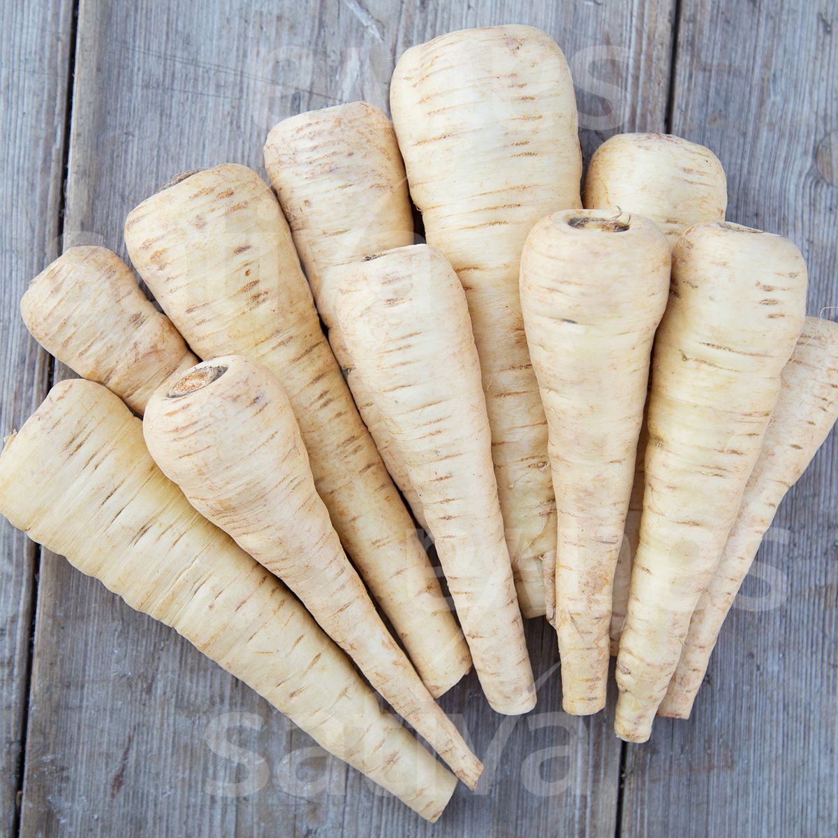 Parsnip 'Halblange Turga'