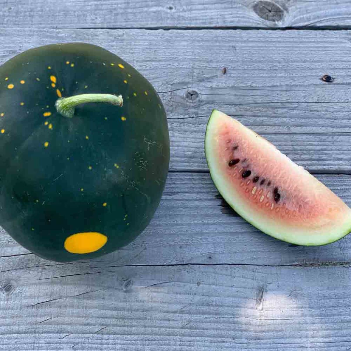 Wassermelone 'Moon and Stars'