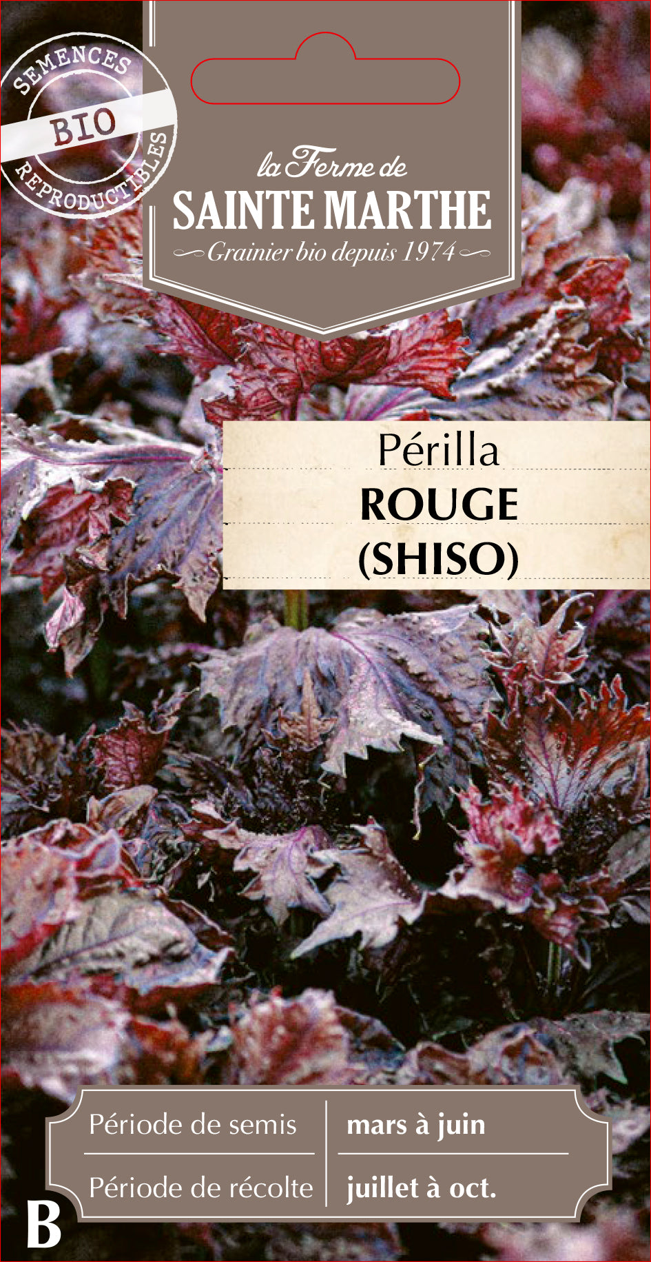 Perilla 'Red'