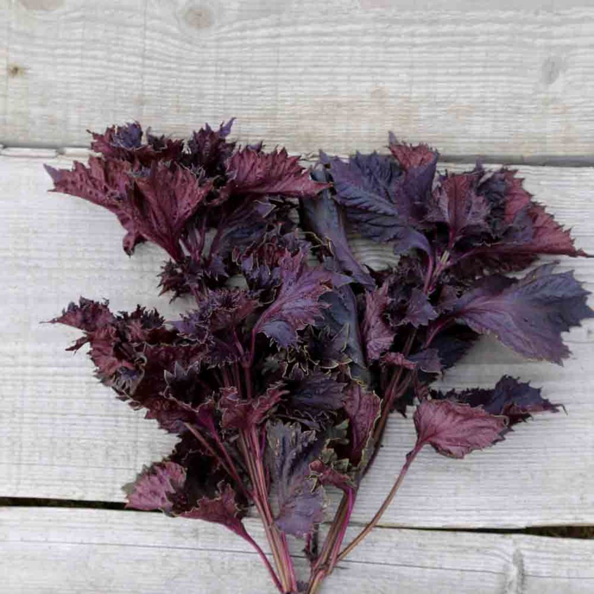 Perilla 'Rot'