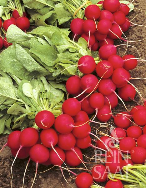 Radish 'Cherry Belle'