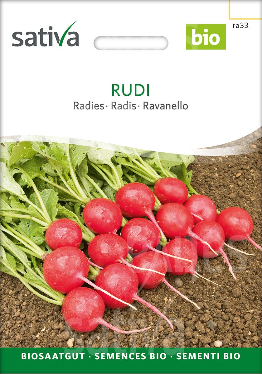 Radish 'Rudi'