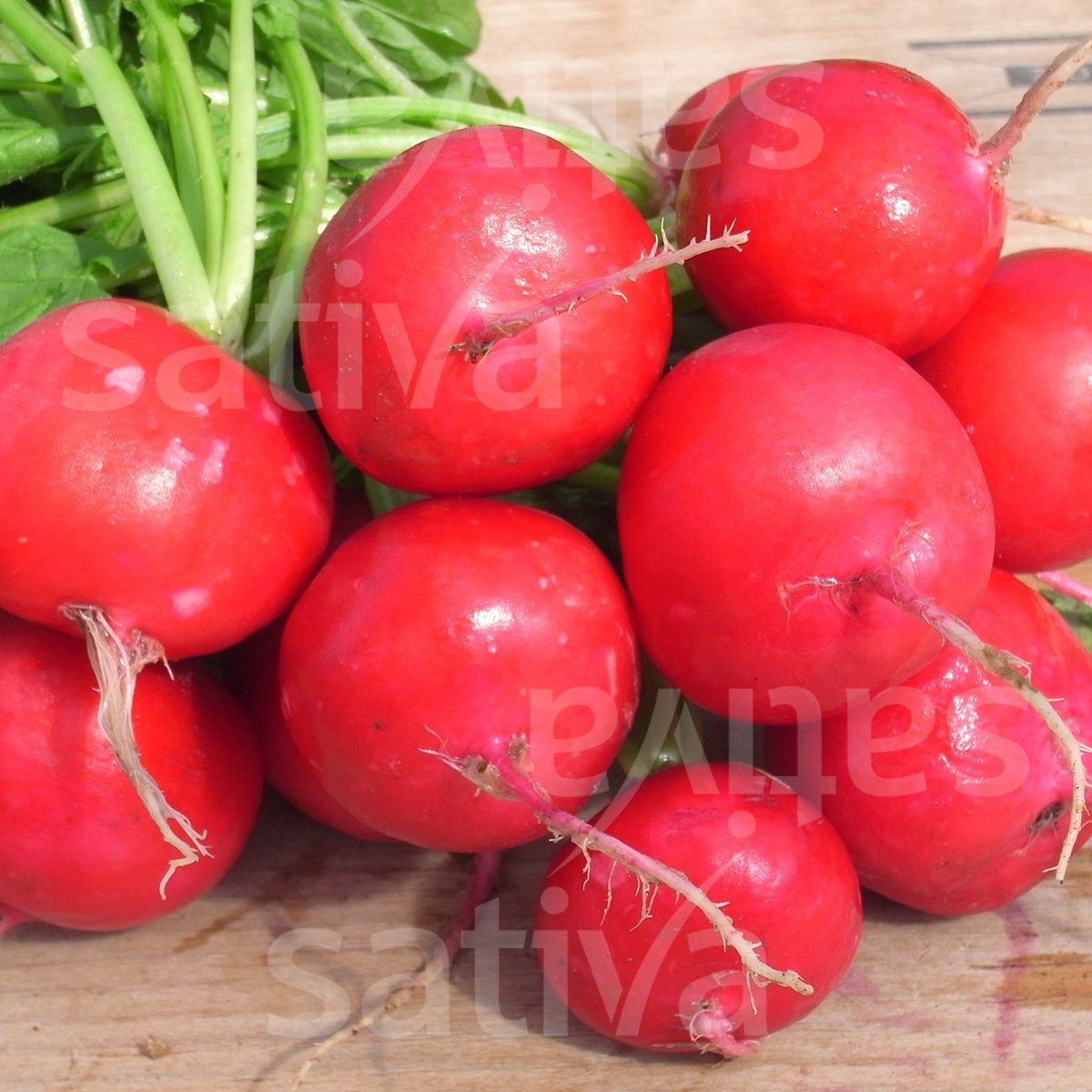 Radish 'Rudi'