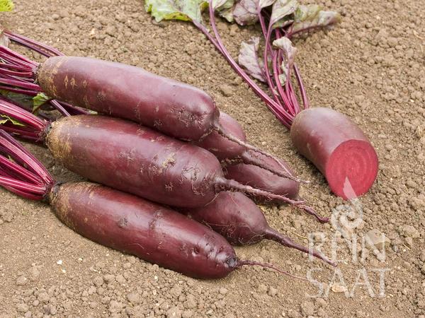 Rote Bete 'Forono'