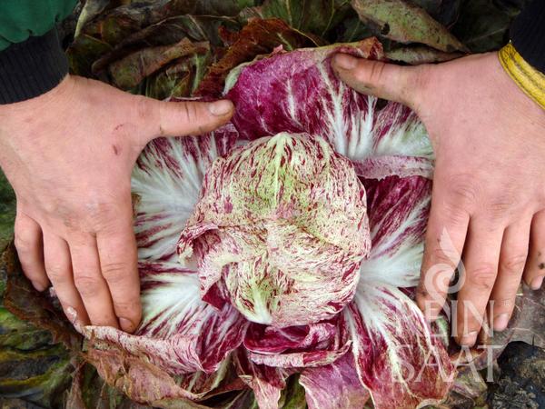Radicchio 'Variegata di Lusia'