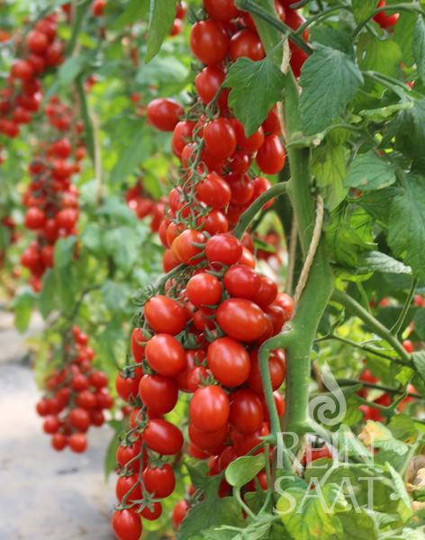 Tomato 'MiriMiri'