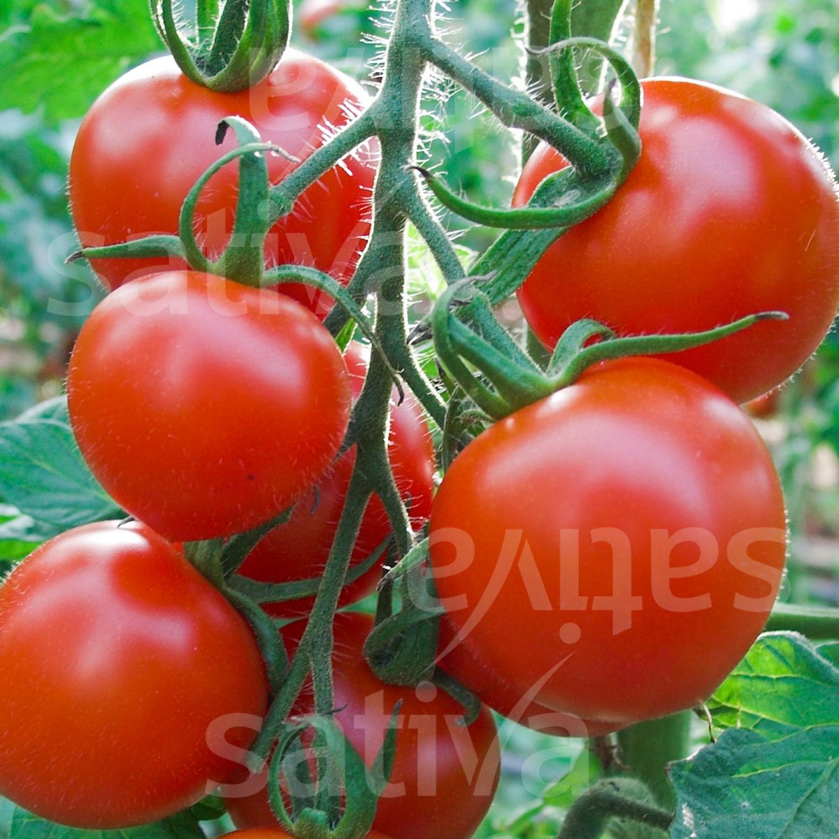 Tomate 'Ruthje'