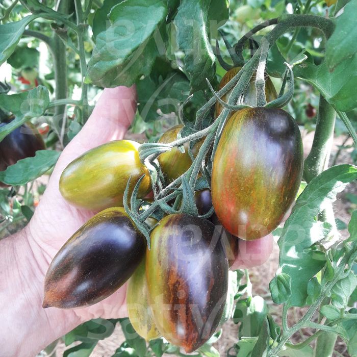 Tomate 'Brad’s Atomic Grape'