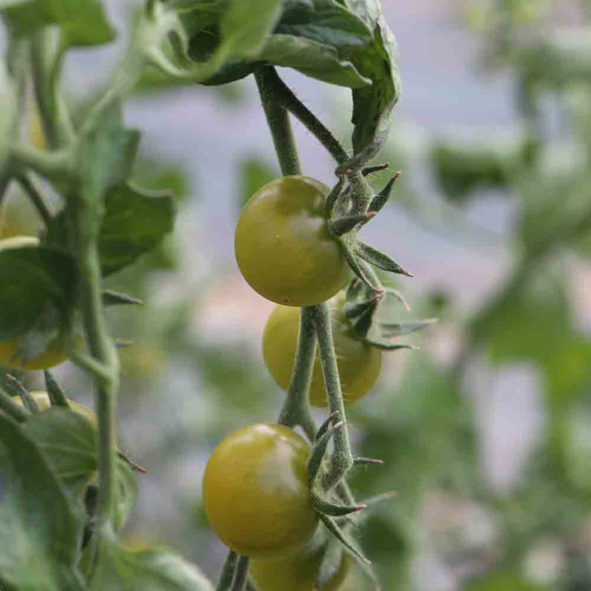 Tomato 'Green Doctor's Frosted'