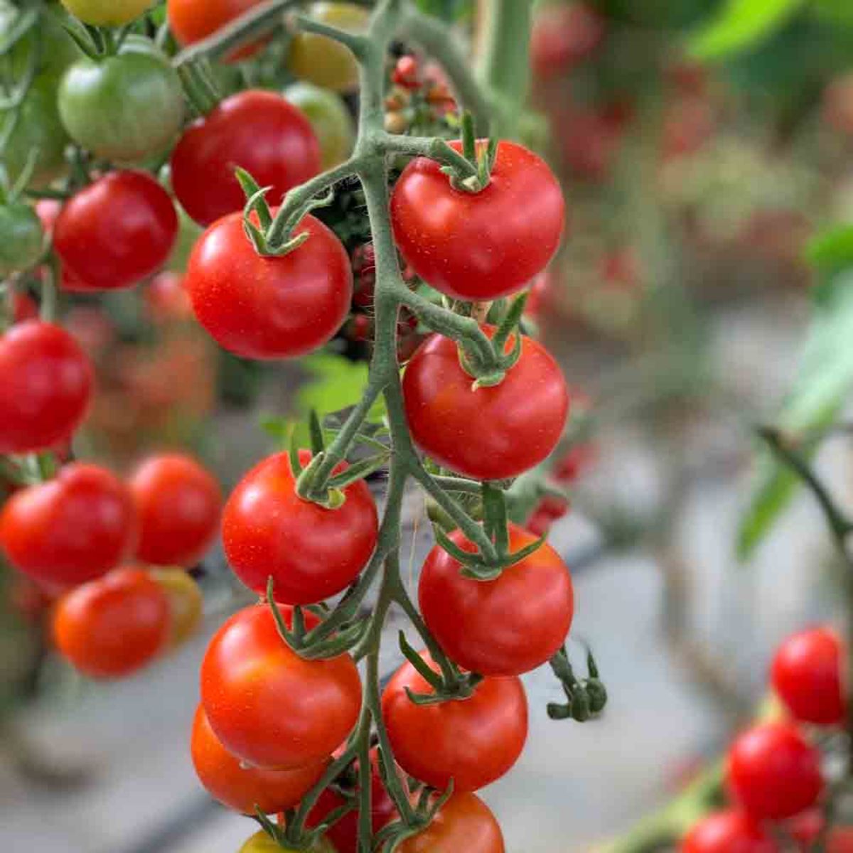 Tomate ‘Mexikanische Honigtomate’