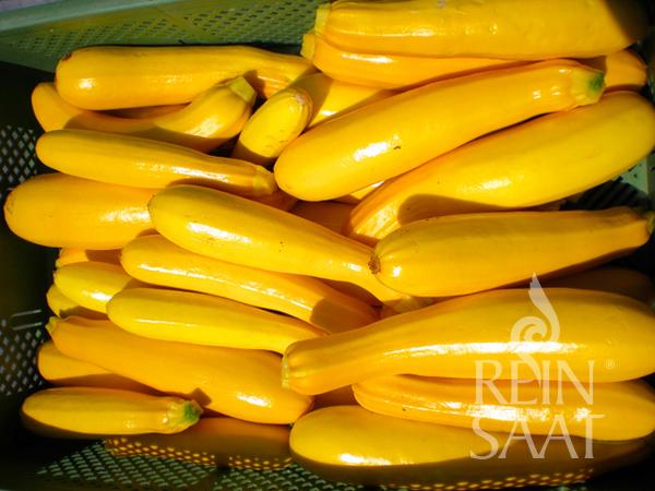 Zucchini 'Gold Rush'