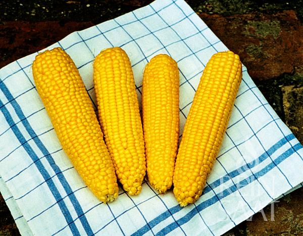 Corn 'True Sweet Gold'