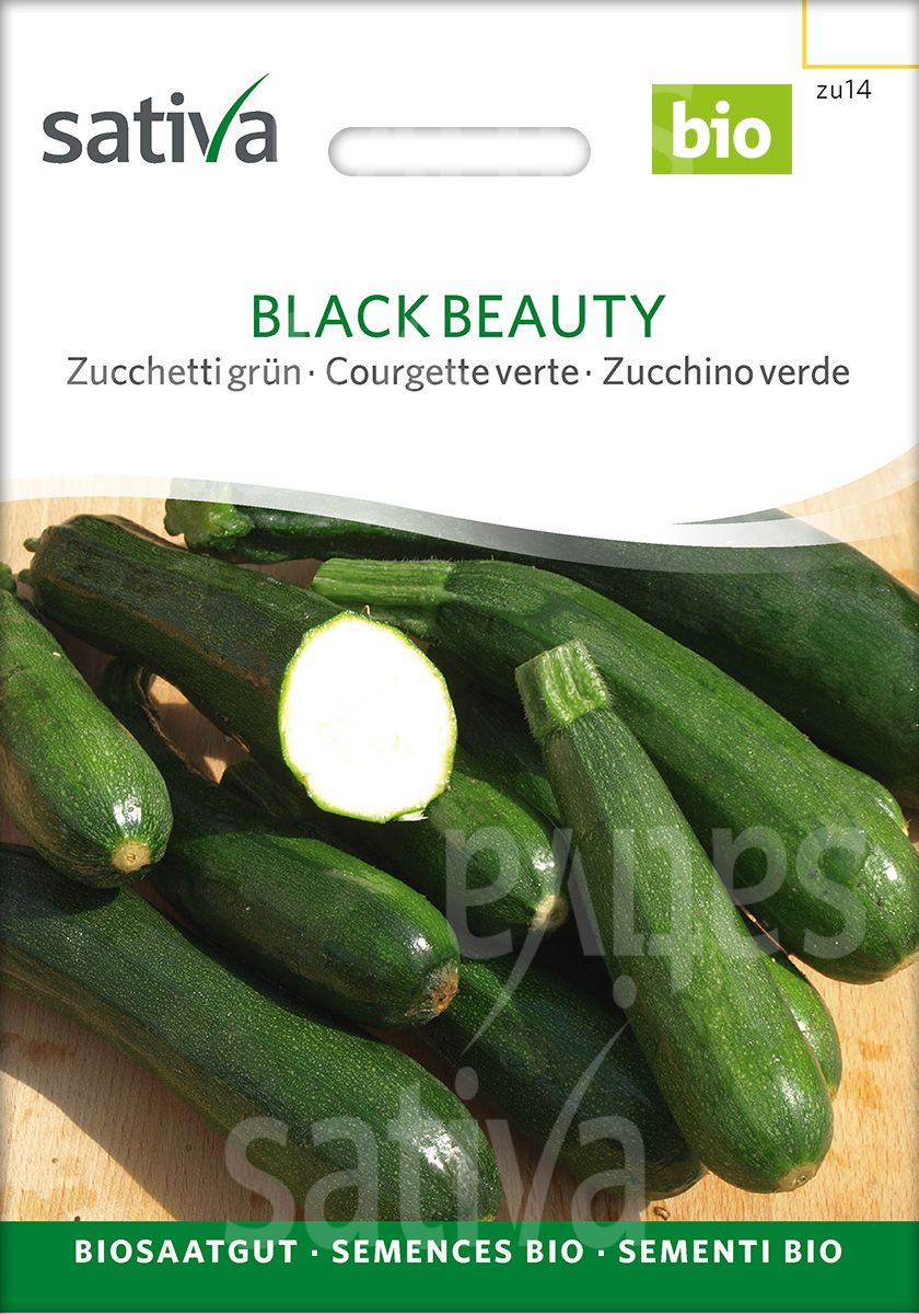 Zucchini 'Black Beauty'