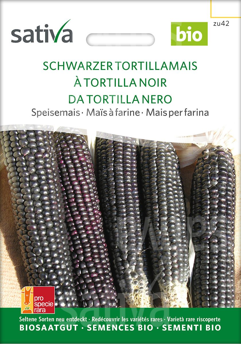 Corn 'Black Tortilla Corn'