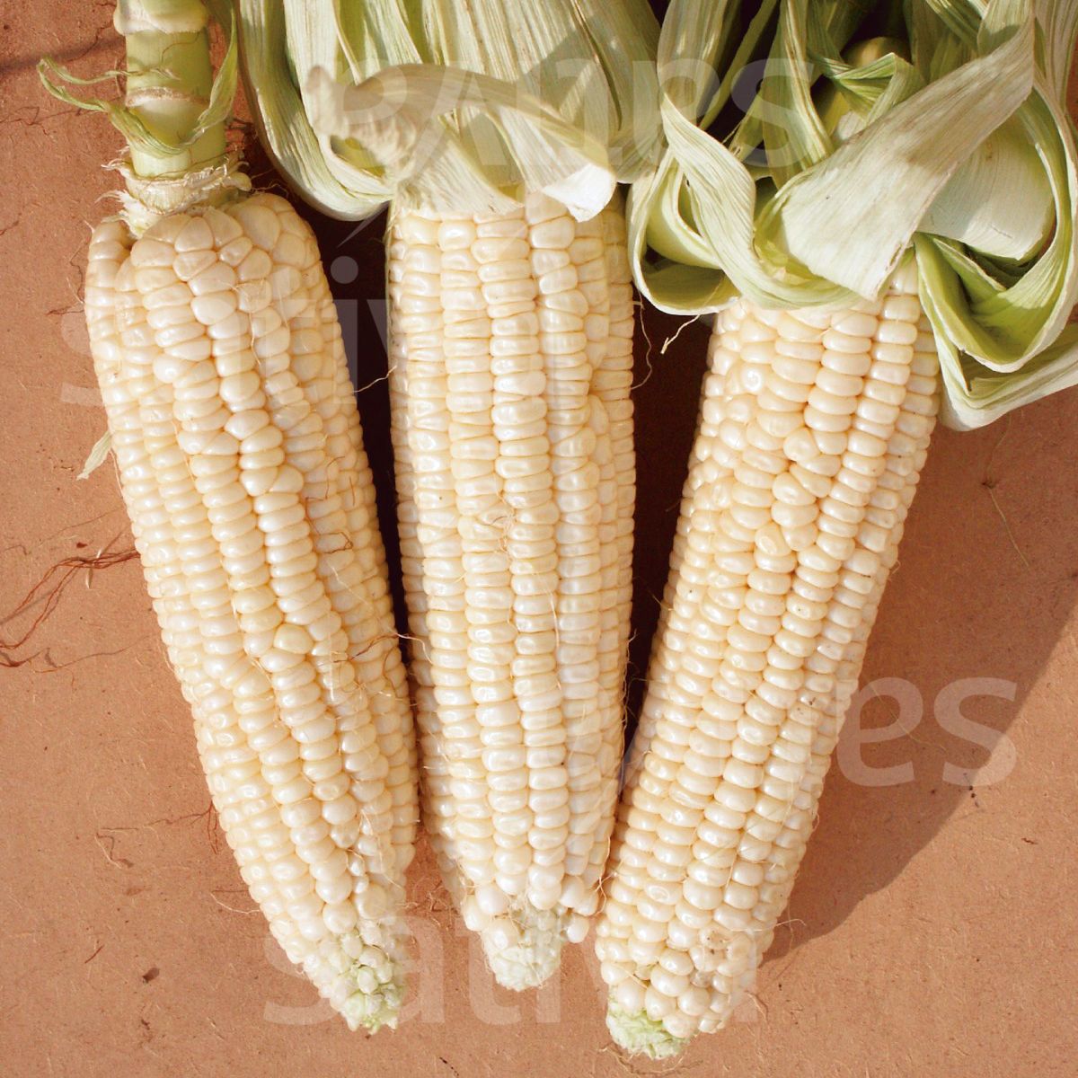 Corn ‘Stowell’s Evergreen’