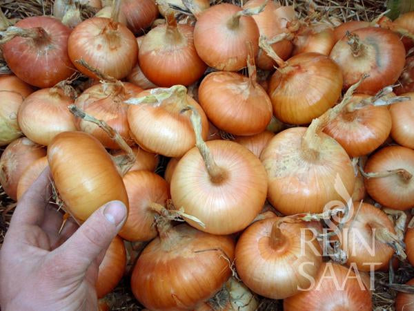 Onion ‘Stuttgarter Riesen’