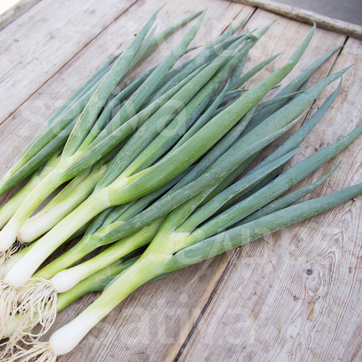 Spring Onion 'Ishikura Long White'