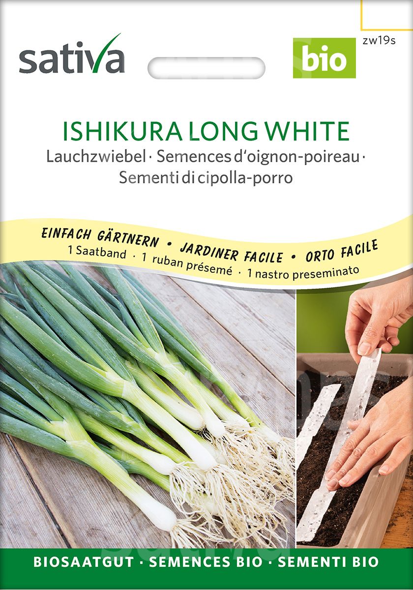 Frühlingszwiebel 'Ishikura Long White'