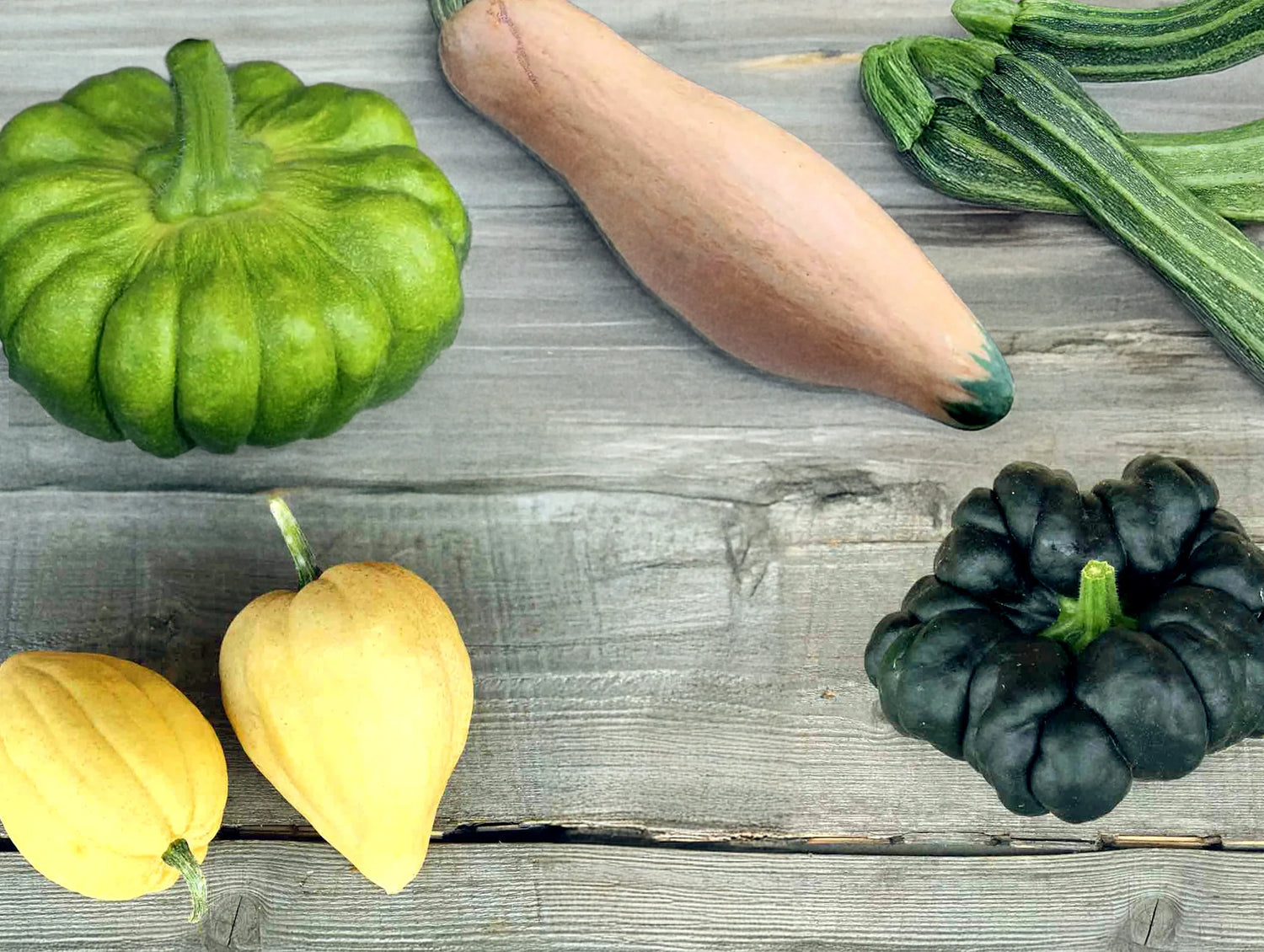 New Varieties for 2026