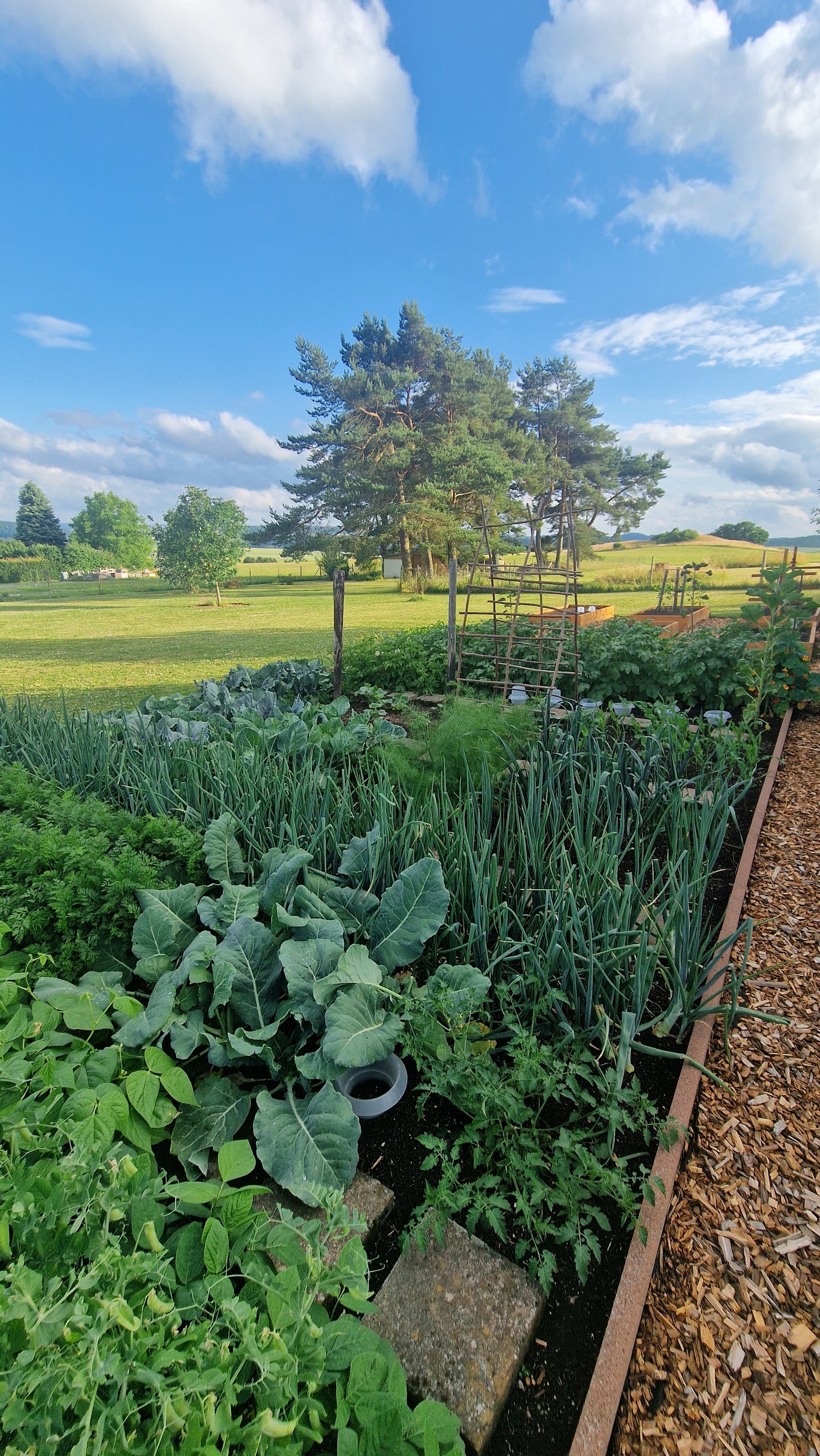 Bio-Saatgut-Set: 20 Lieblingssorten von Melli aus dem Garten