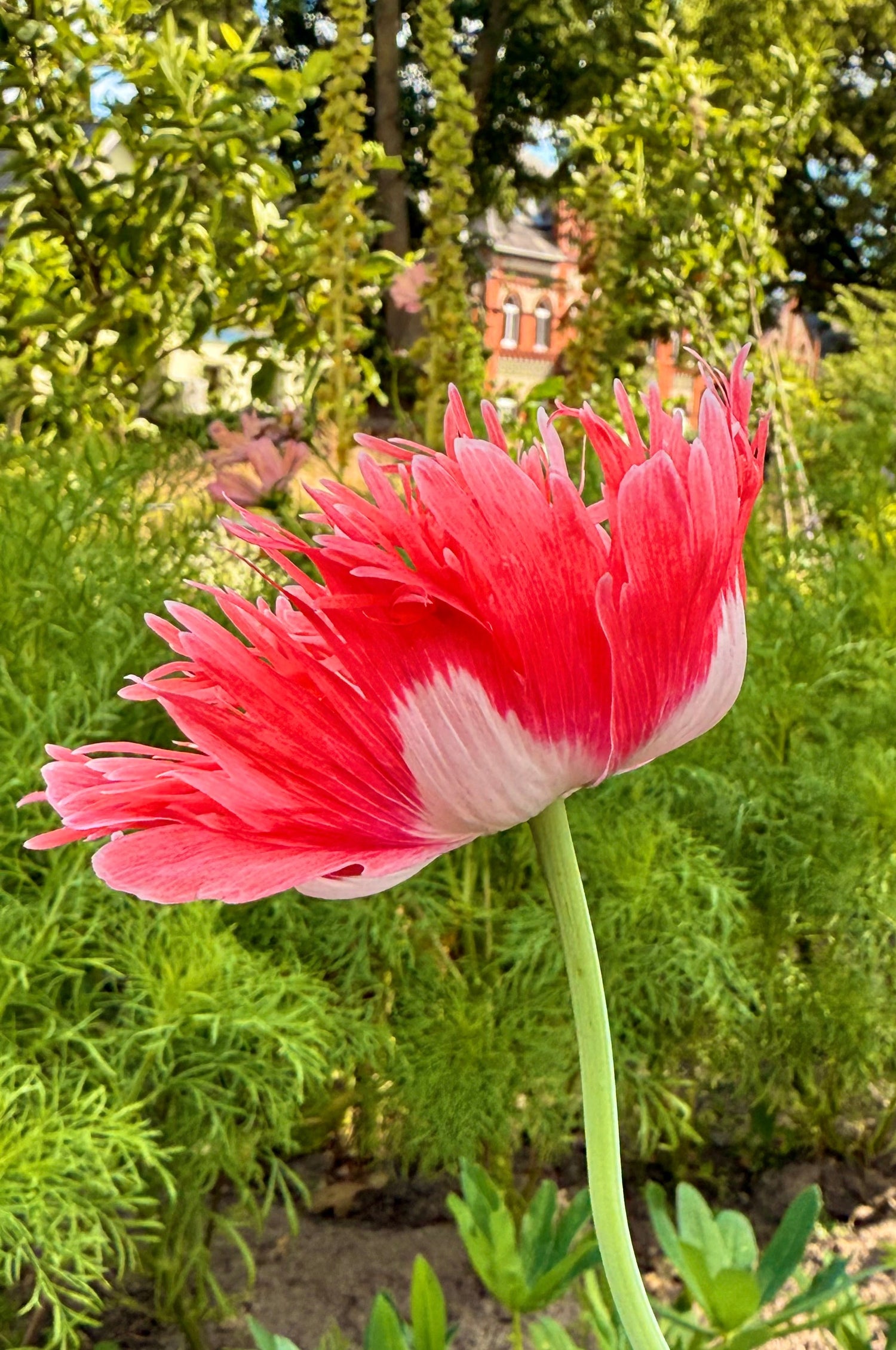 Mohn 'Fransig'