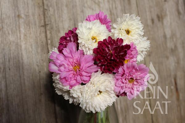 Cosmos 'Double Click Mix'