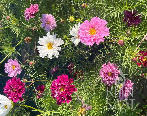 Cosmos 'Double Click Mix'