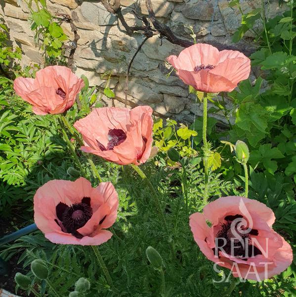 Mohn 'Princess Victoria Louise'