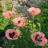 Coquelicot « Princesse Victoria Louise »